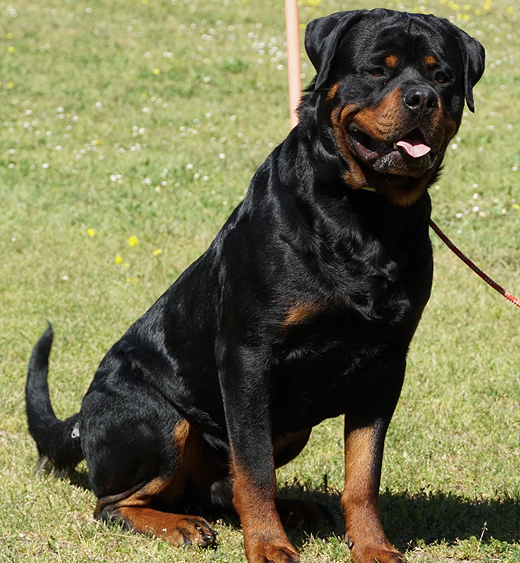 rockandroll.cat - Clases obediencia - Captura de pantalla