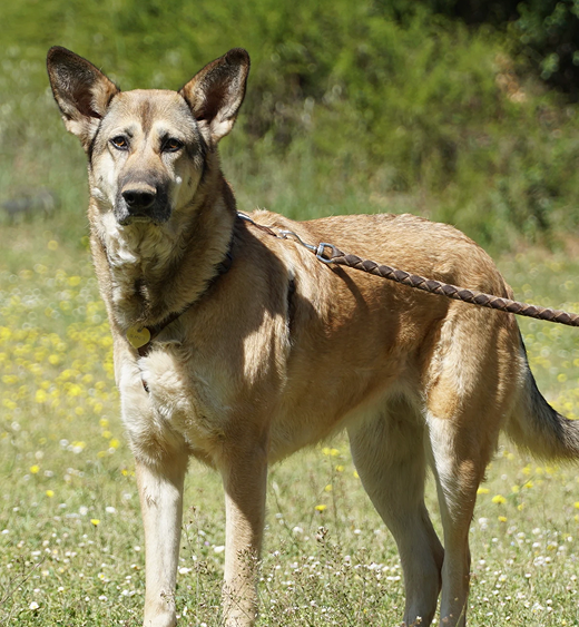 rockandroll.cat - Clases obediencia - Frame