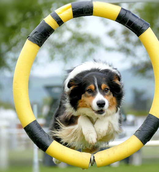 rockandroll.cat - Clases obediencia - Frame