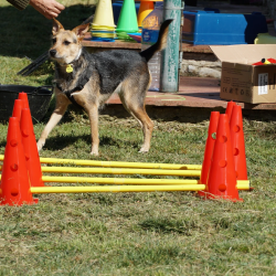 rockandroll.cat - Inicio - d a c ed d fc f f c png